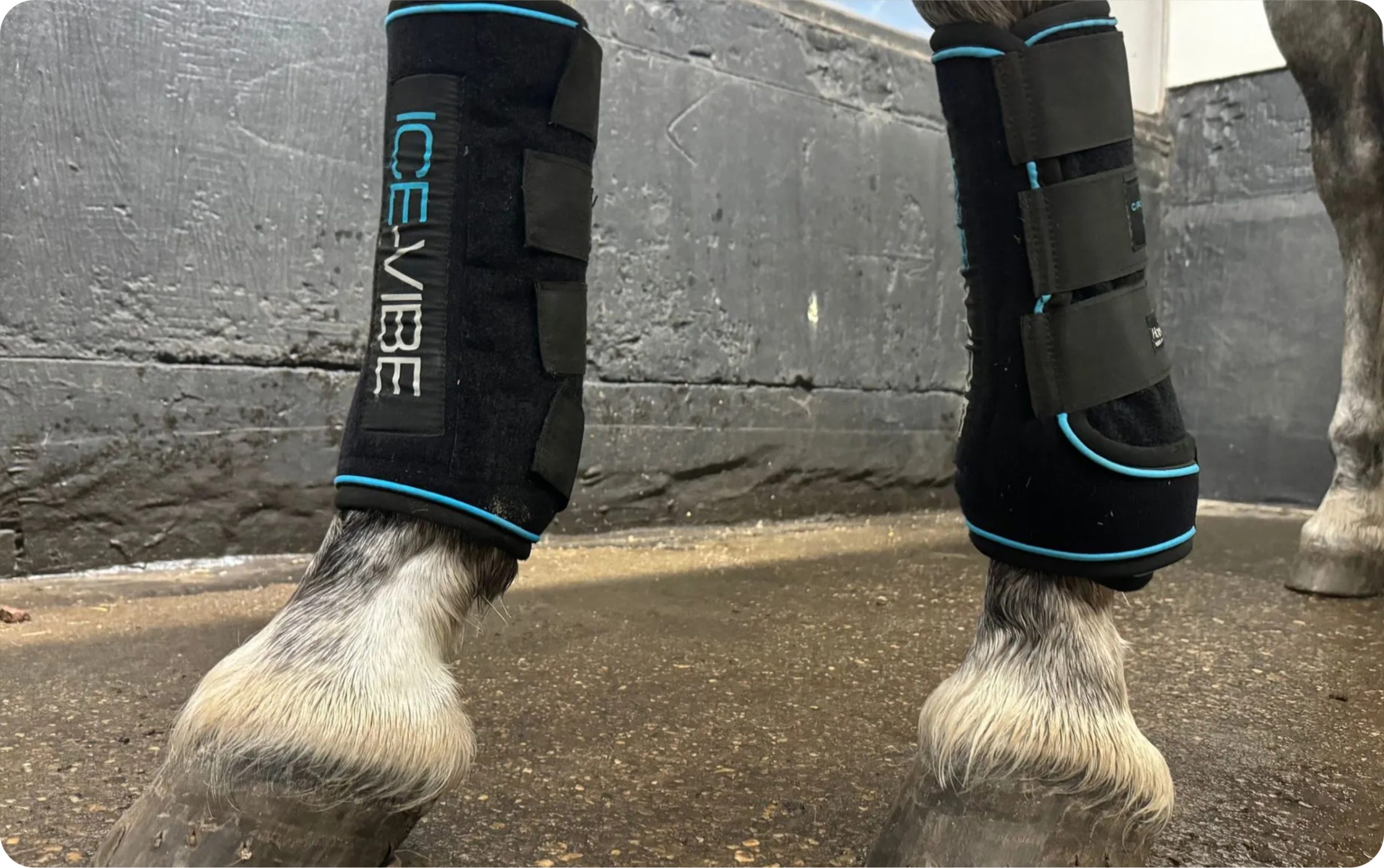 Diensten - Horseware Ice-Vibe