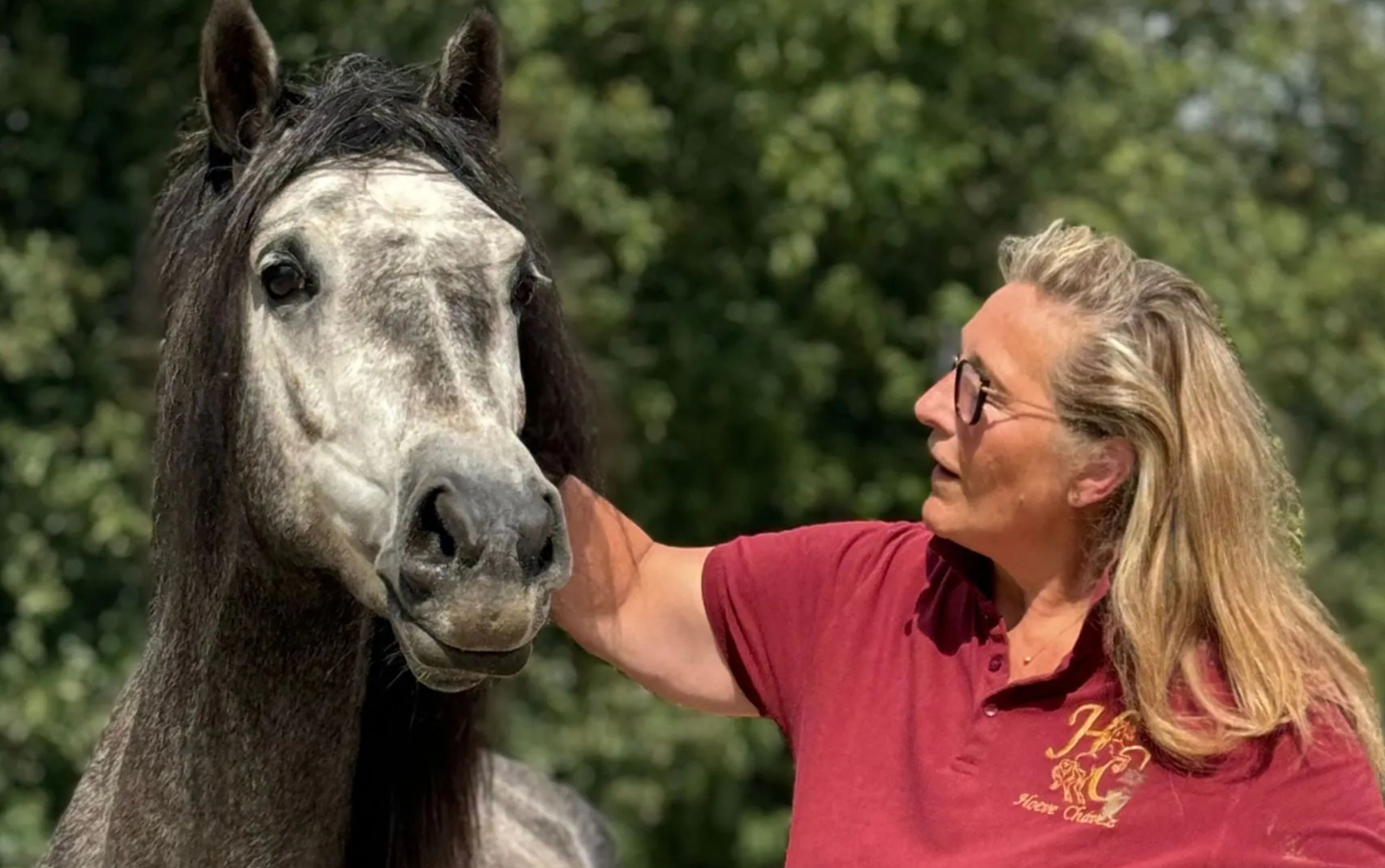 Diensten - paarden coaching