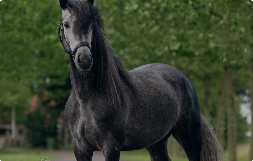 Screenshot 2025-05-14 at 20-55-30 Hengsten Noord Brabant