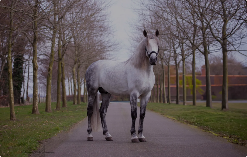 Screenshot 2025-05-14 at 20-55-43 Hengsten Noord Brabant